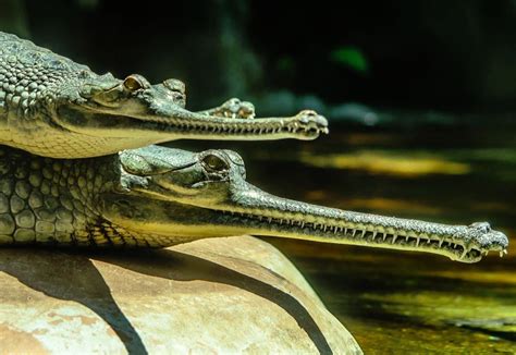 Alligator escort san diego  Dec
